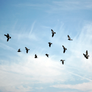 Session 2 of 2 - Flight; An Automatic Stress Response